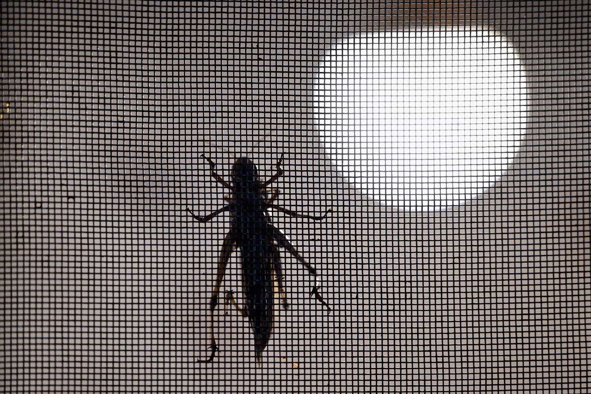 Antalya’da üretilen böcekler Konya’da köpek mamasına dönüşüyor 5